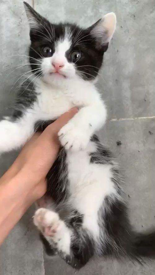 张角爆料猫神被抓视频,张角独家爆料视频揭秘 第3张 张角爆料猫神被抓视频,张角独家爆料视频揭秘 第3张